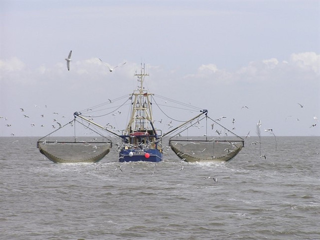 España y Portugal mantendrán en 10.799 toneladas la captura total de sardinas en 2019