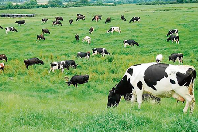 La ganadería y la industria cárnica son sectores estratégicos para los consumidores